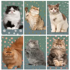Cat Matchbox