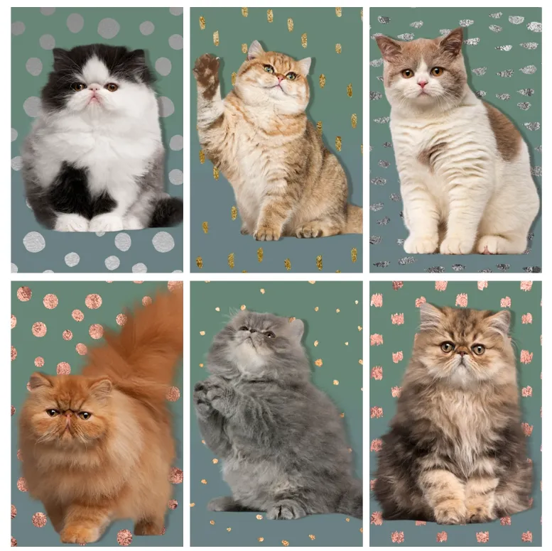 Cat Matchbox