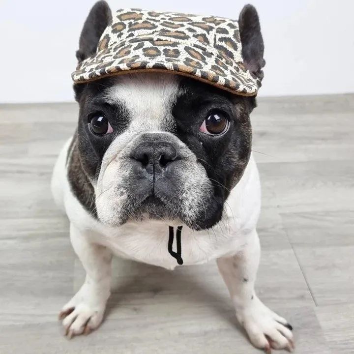Dog Cap