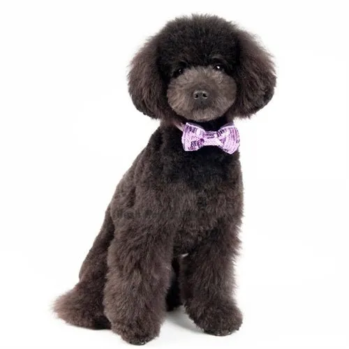 Sequins 1 Collar Slider Bow Tie- Purple
