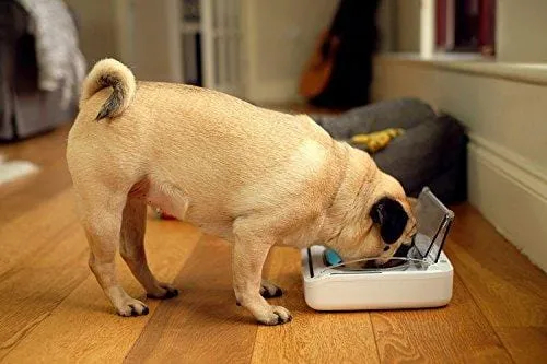 Sureflap Surefeed Sealed Pet Bowl, White